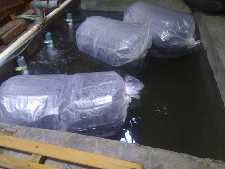 Benih ikan lele